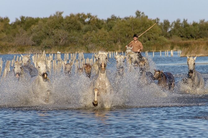 Small Group Half Day Camargue and Rosé Wine Tour From Montpellier