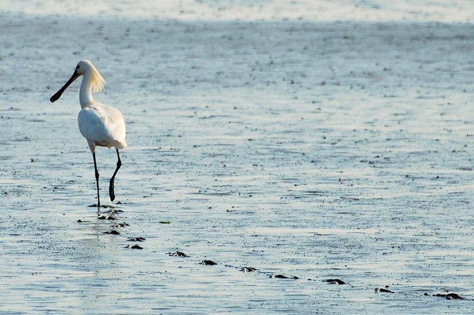 Small Group Tour Bird Watching in Unique Nature Reserve From Amsterdam