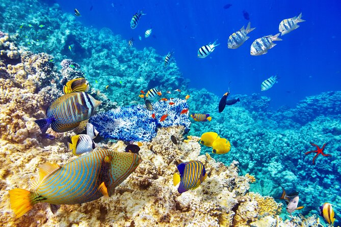 Snorkeling Private Tour in San Juan - Overview of the Tour