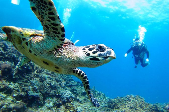 Snorkeling Tour and Whales Watching - Machalilla National Park