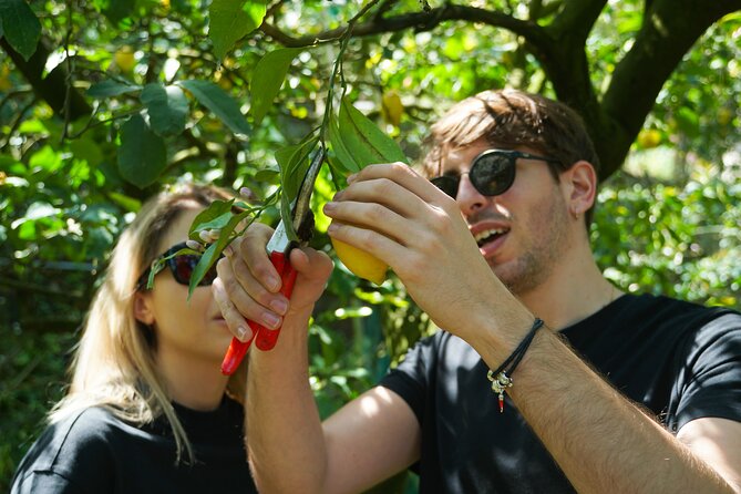 Sorrento Lemon Experience in a Farmhouse With Limoncello Tastings