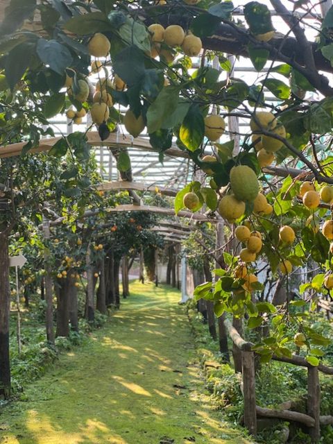 Sorrento: Lemon Garden Tour With Marmalade Tasting