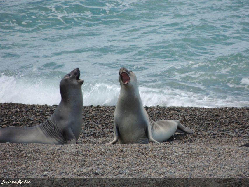 Speedboat Tour of the Palomino Islands + Swim With Sea Lions