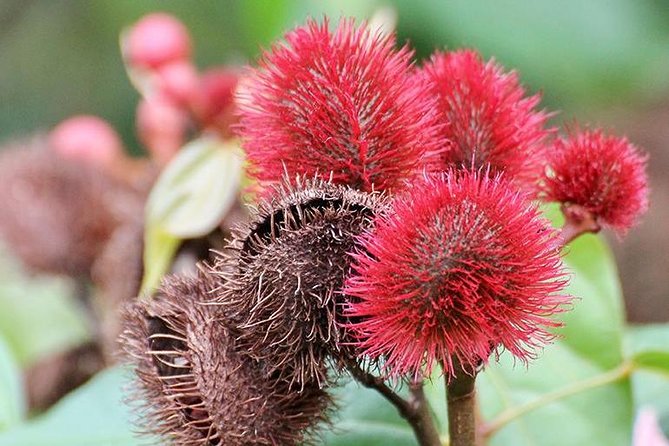Spice Farm Tour -Half Day