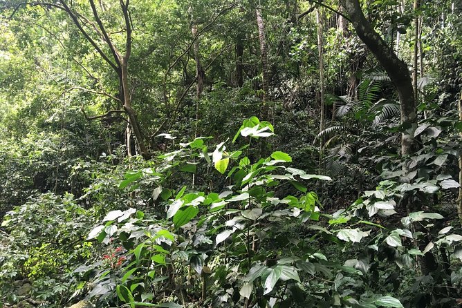 St. Kitts Half-Day Rainforest Tour
