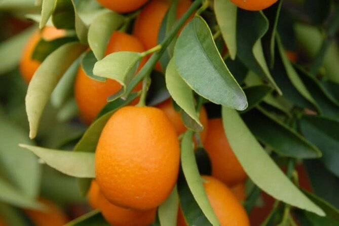 Stories of Food and Culture of the Old Town of Corfu Tour