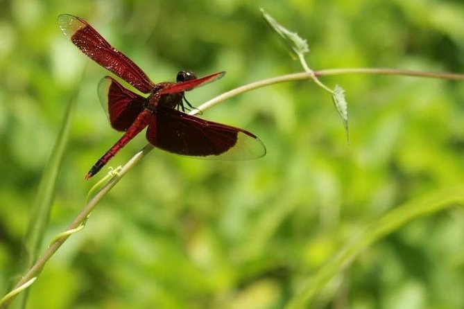 2 Best National Park Tours In Manado