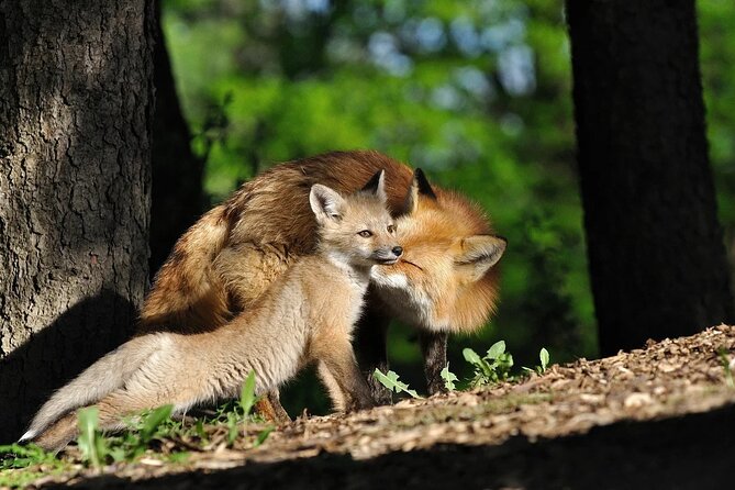 Summer Day in Ranua Zoo, Husky Farm and Reindeer Farm - Pickup and Meeting Details