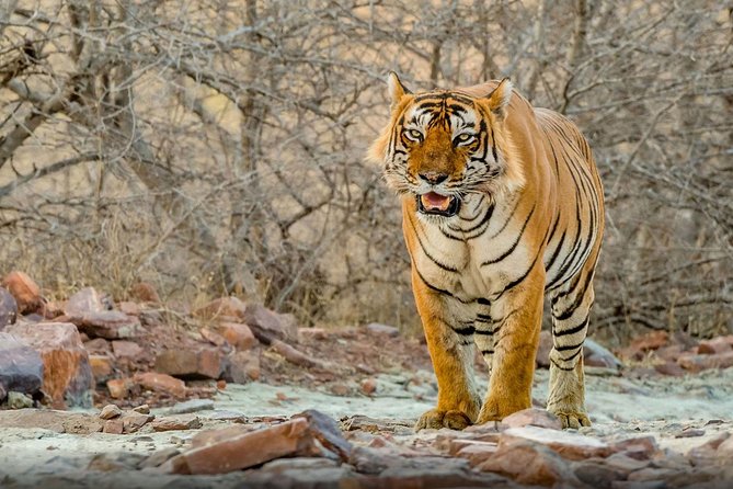 Super Luxury Great Golden Triangle With Ranthambhore & Rajasthan Tour With Hotel