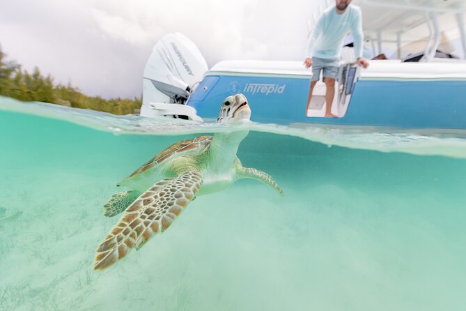 Swim With the Pigs! Half Day Harbour Island Private Boat Tour