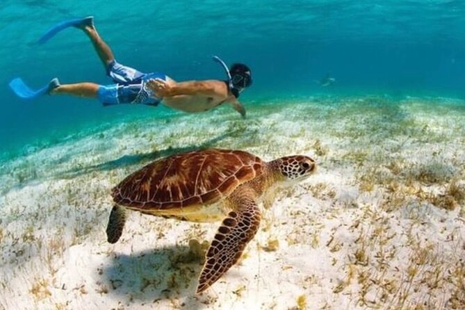 Swimming With Turtles, Snorkeling Reef and Beach Combo Tour - Meeting and Pickup