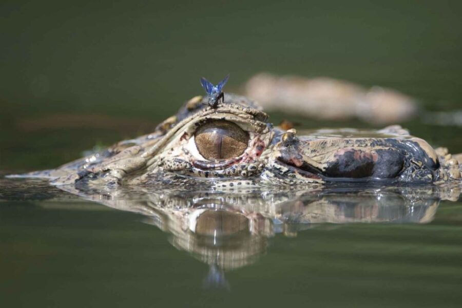 Tambopata: Cayman Safari + Macaw Clay Lick 2-Days