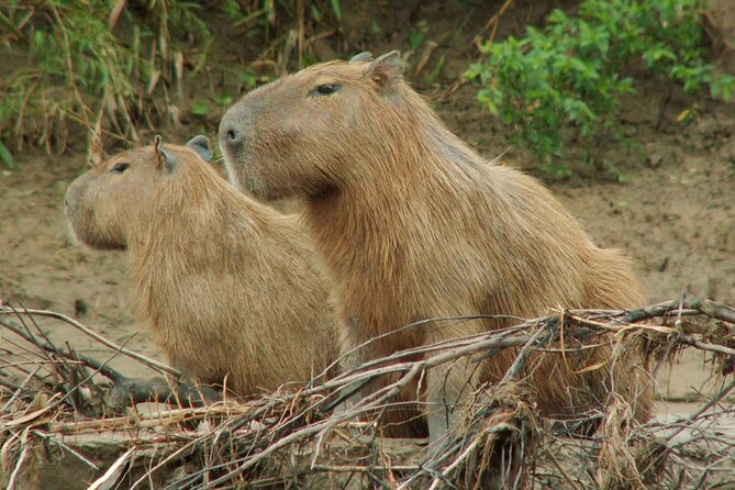 Tambopata National Reserve Tour 4 Days From Cusco