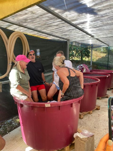 Tasting in a Vineyard With Transfer From Lucca - Key Points