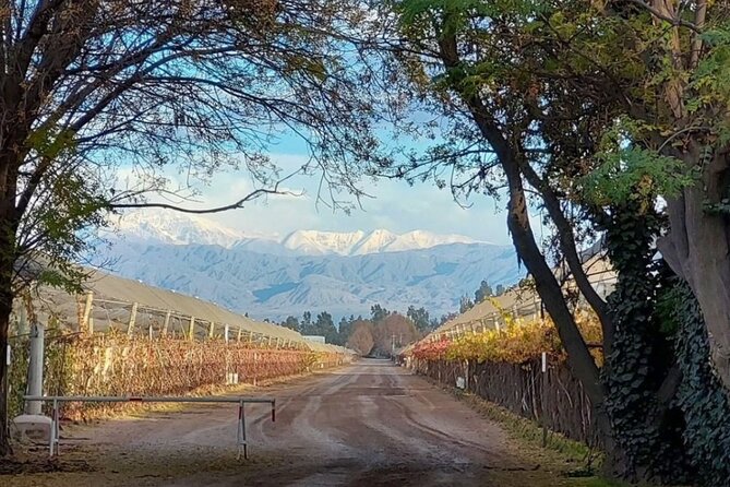 Tasting in Two Wineries + Full Lunch. Transfer Included