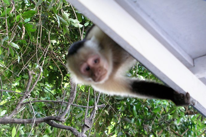 Tempisque River Monkey, Crocodile and Tropical Birds Boat Safari - Tour Overview