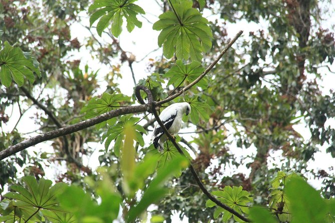 The Best Birdwatching Tour Around The Arenal Volcano - Inclusions