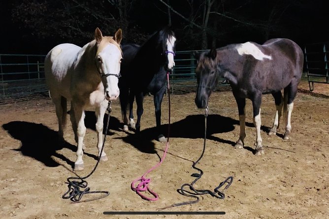The Equine Experience