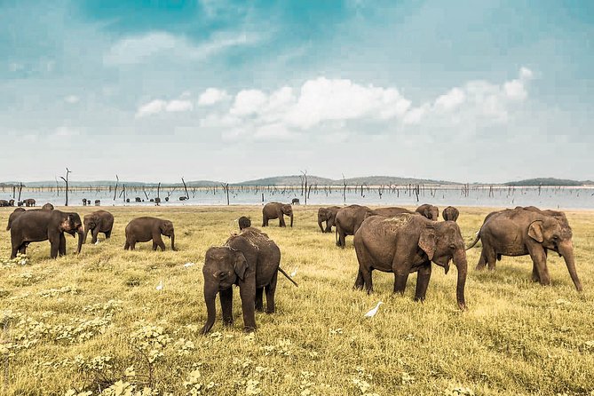 The Great Elephant Gathering Private Safari From Minneriya