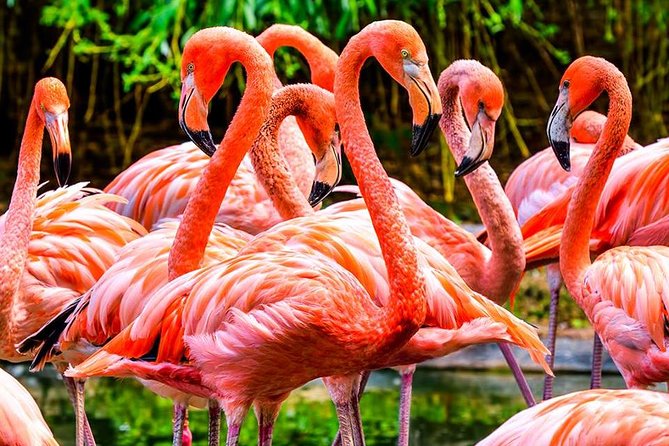 The Miami Sightseeing Day Pass: 35+ Sun-Soaked Attractions & Tours