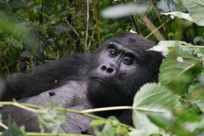 Three Days Gorilla Safaris In Uganda