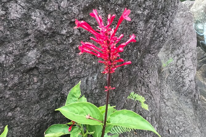 Toro Negro River Hike & Cliff Jumping Adventure; San Juan Pick Up - Overview of the Adventure