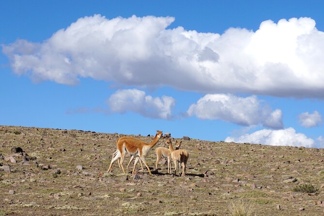 Tour Colca Canyon and Valley of the Volcanoes 3Days