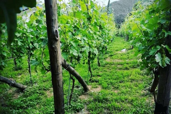 Tour From Napoli to Pompei/Ercolano: Luxury Tour, Secret Vineyard