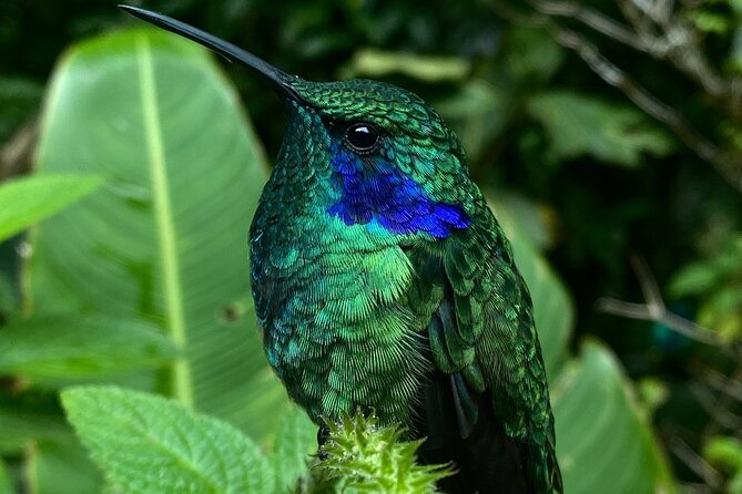 Tour in Monteverde Curi-Cancha Reserve