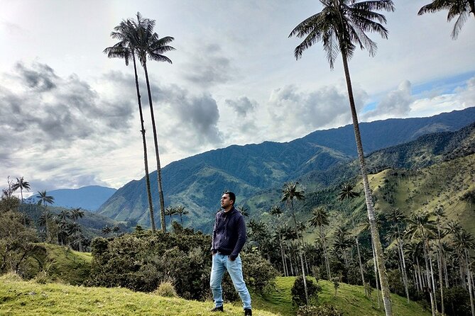 Tour La Carbonera. a Large Forest of Wax Palms