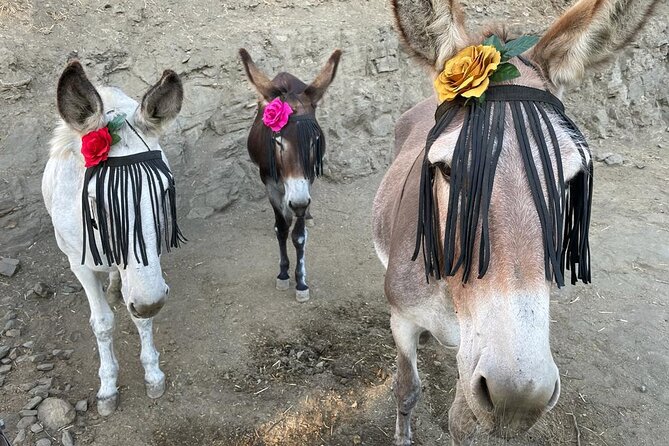 Tour the Sanctuary and Walk With the Donkeys and Share Their Love