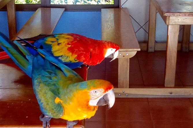 Tour to the Curricancha Reserve in Monteverde, a Paradise for Birdwatchers From San José
