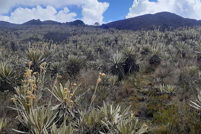 Tour to the Magical Moorland of Sumapaz – Birdwatching Unique Species