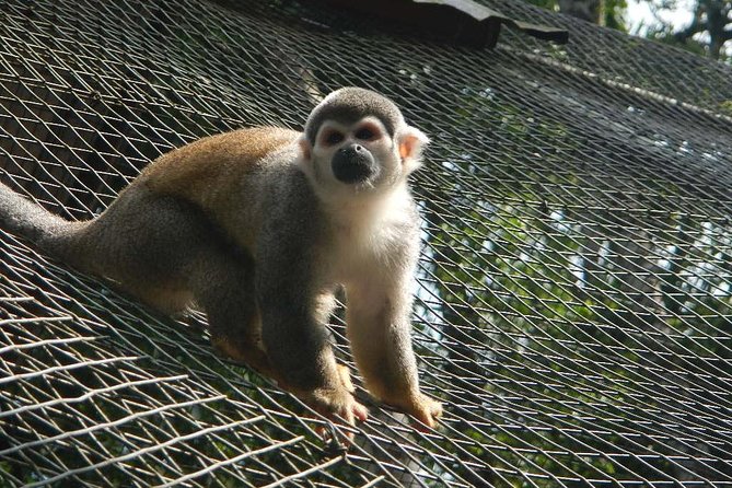 Tours to the Amazon – Indicchuris Jungle | Amazon Rainforest Tours