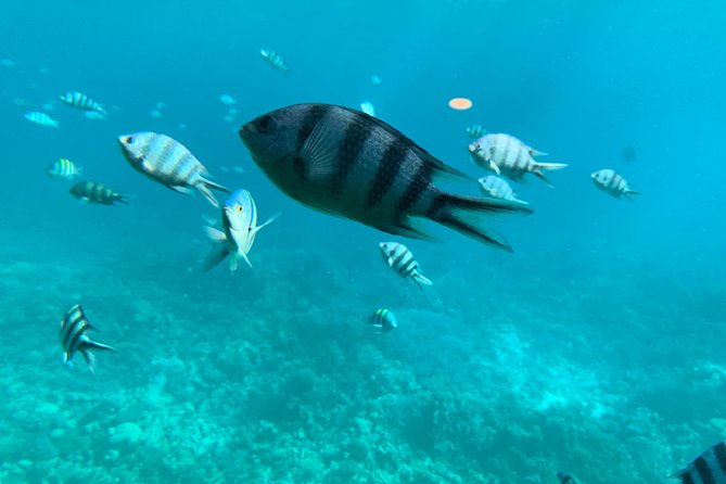 Trip on a Glass Bottom Boat From Hurghada