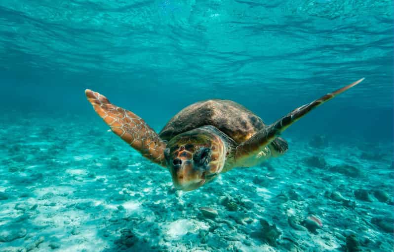Tulum: 2 Spot Reef Snorkel 1 Hour 30 Minutes