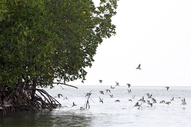 Tung Yee Peng Mangrove Forest Tour By Longtail Boat From Koh Lanta - Tour Overview