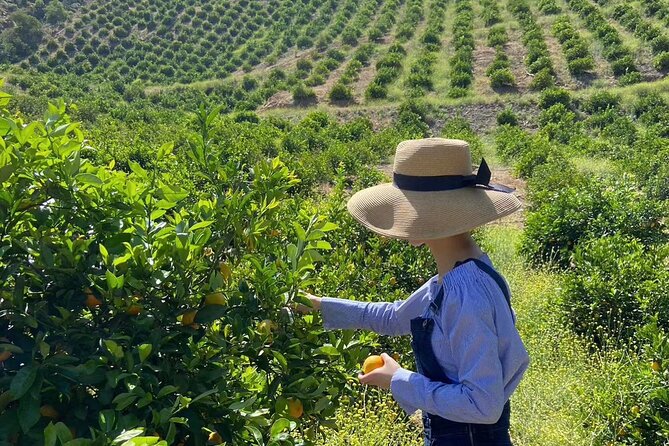 U-Pick – Tangerine and Lemon Picking at Sunmist Tangerine Farm