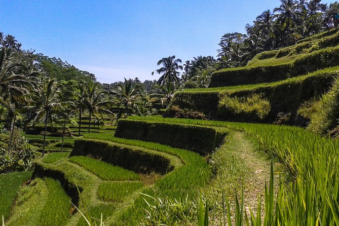 Ubud And Sunset Tanah Lot Tour