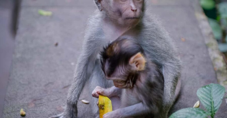 Ubud Fantastic Tour, Monkey Forest Waterfall Tirta Empul