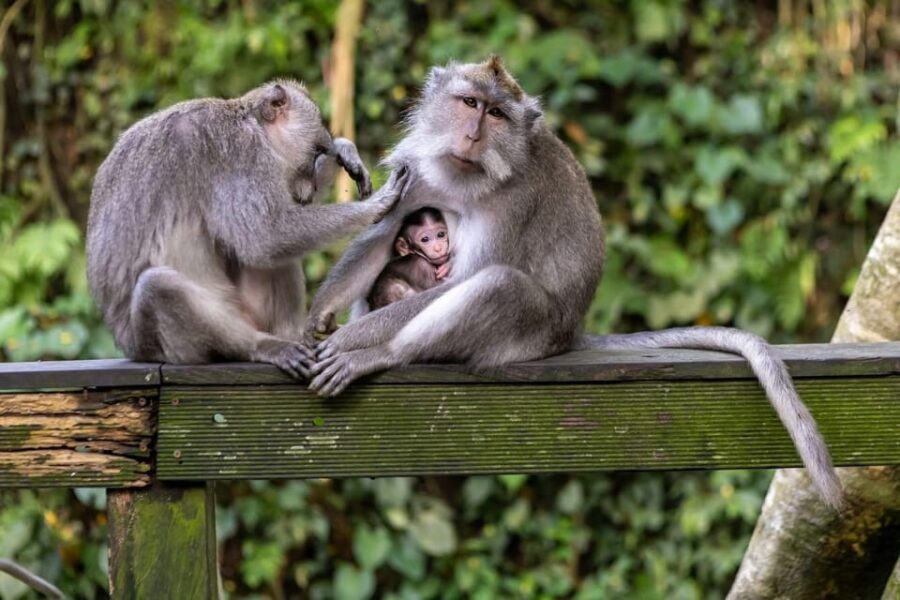 Ubud Half Day Tour