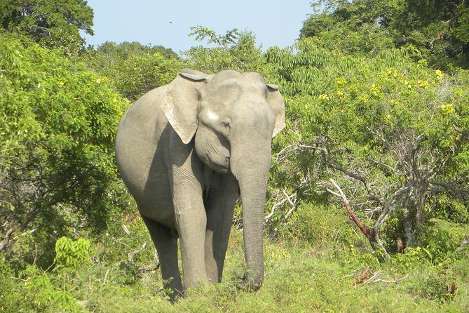 Udawalawe Jeep Safari – Ahungalla & Kosgoda Hotels