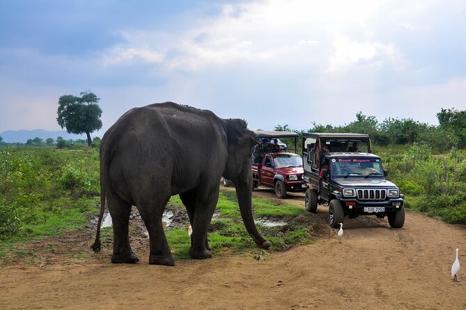 Udawalawe National Park Safari From Galle