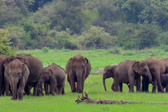 Udawalawe National Park Safari From Mount Lavinia - Overview of Udawalawe National Park