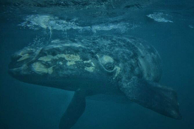 Underwater Whale Watching in Puerto Piramides