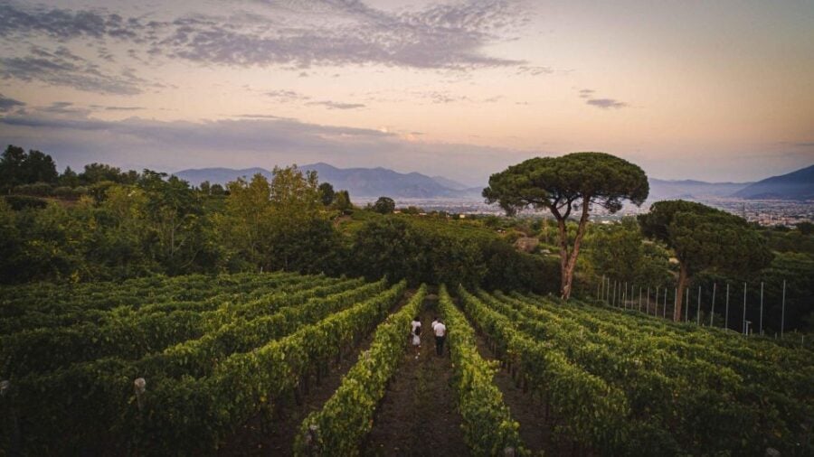 Vesuvius National Park: Winery Tour With Wine Tasting Lunch