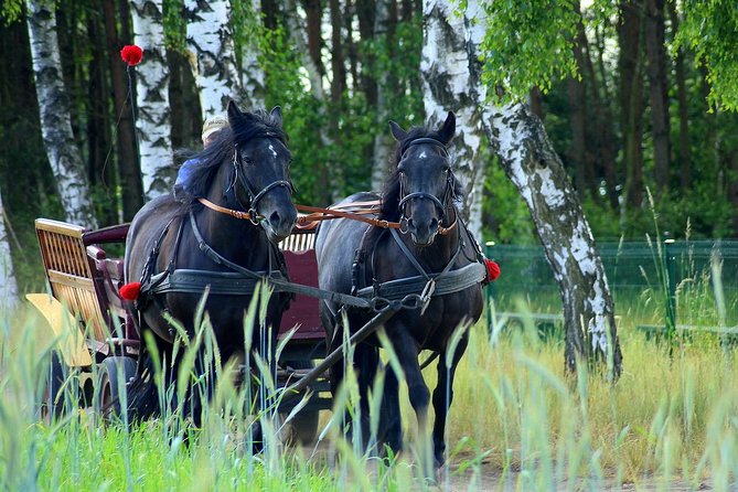 Vinyard Tour By Horse & Carriage With Delicious Tasting - Umbria - Tour Overview