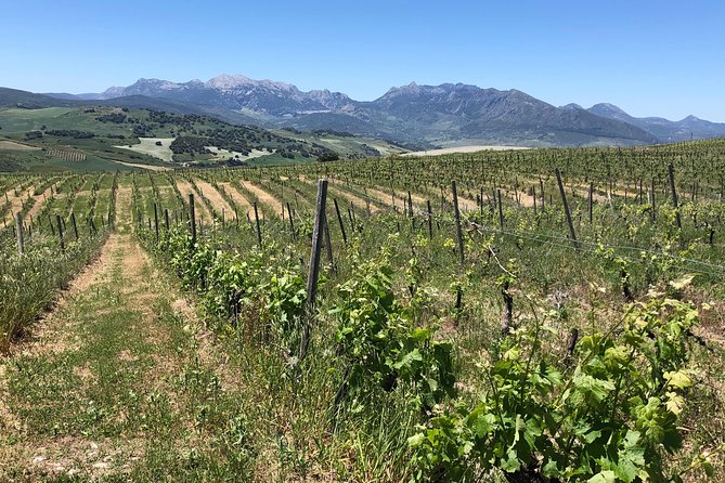 VIP Ronda Wine Tour and Tasting and Gourmet Lunch Experience With Winemaker