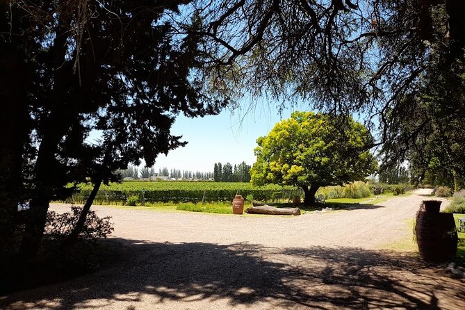 Visit 3 Wineries With Lunch With Unlimited Wine/Private Transfer