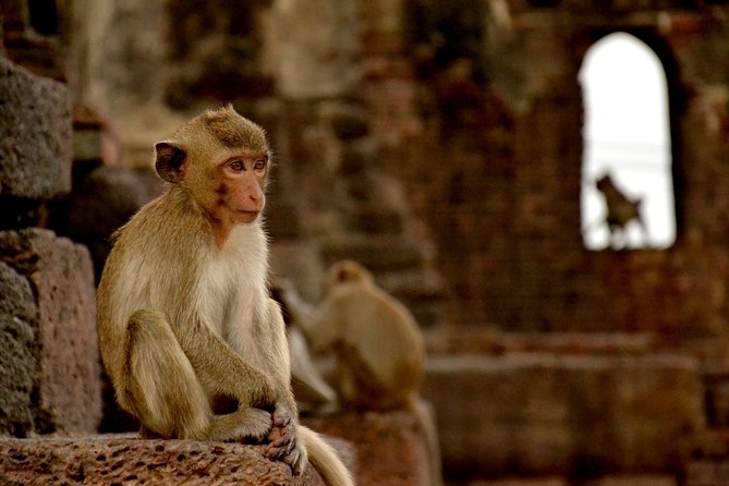 Visit of Lopburi, the Monkeys City, From Bangkok With Your English-Speaking Guide